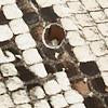 Snake-Print Buckled Stretch Belt - Image 2