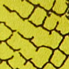 Snake-Print Double-Button Secret Snap - NY&C Madison Shirt® - Image 5