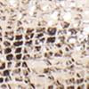 Yara Wedge - Snake-Print - Image 5